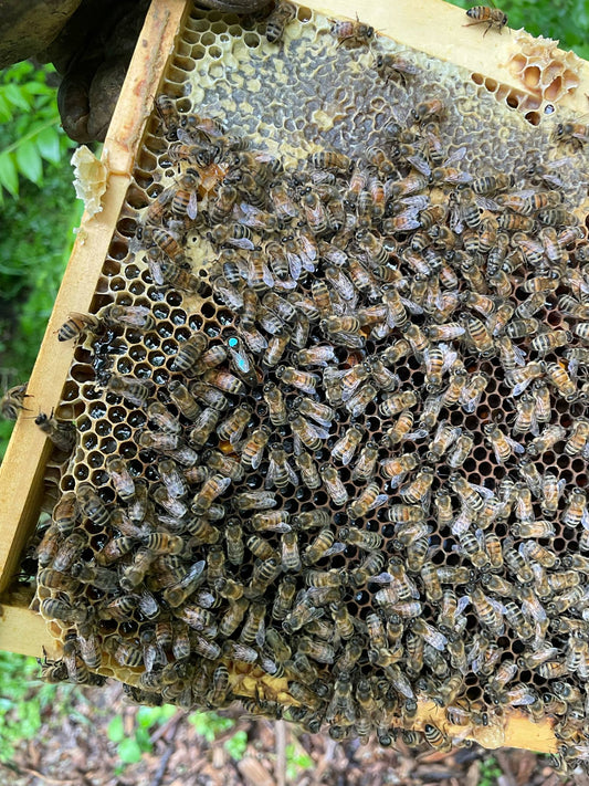 Farm Fresh Honey